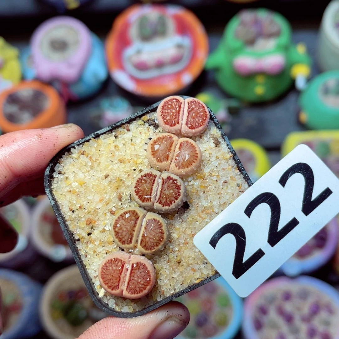 222生石花带盆发