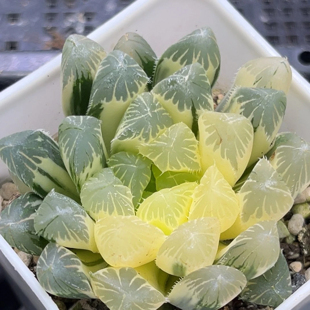 恭喜发财大吉大利2072