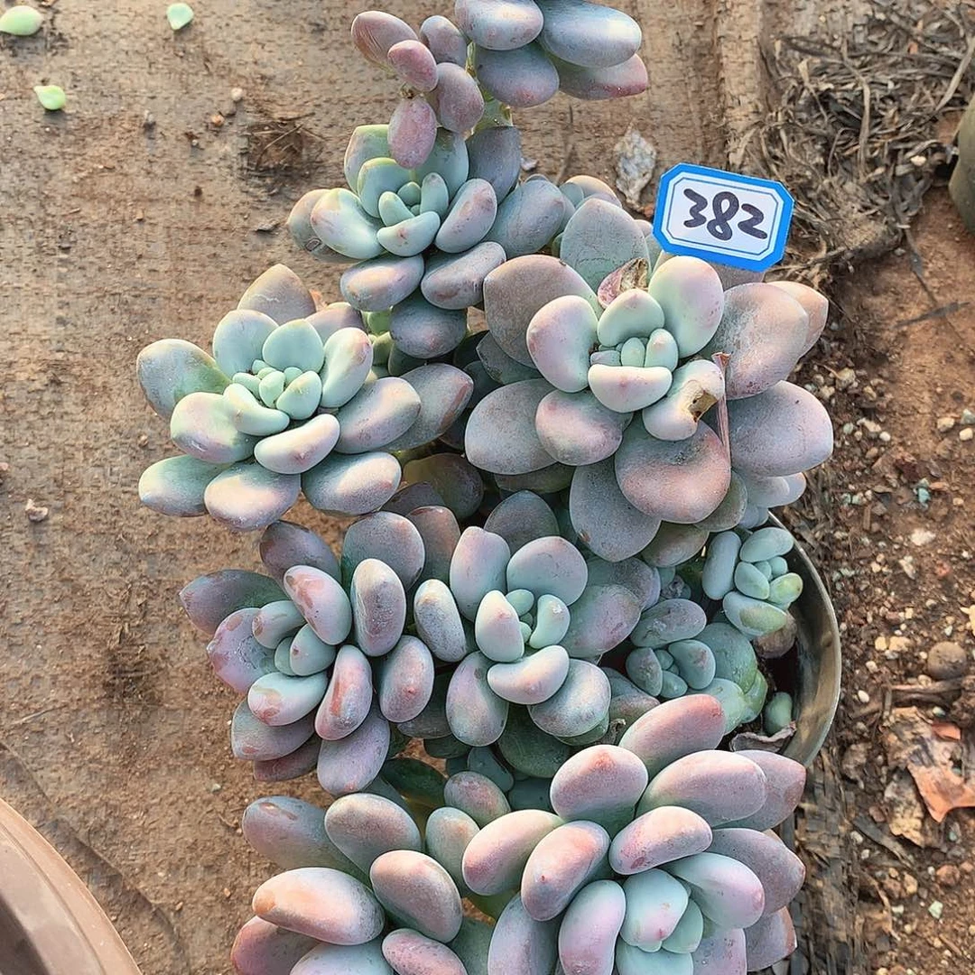 382洛神一物一拍多肉