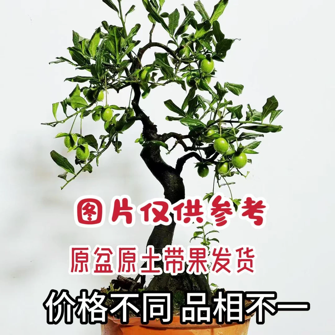 金弹子盆景180-880付款处，带盆带果发货 可自主下单购买
