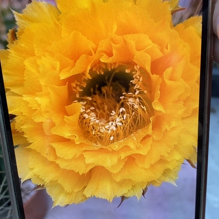 彩草黄羽毛10.5公分左右