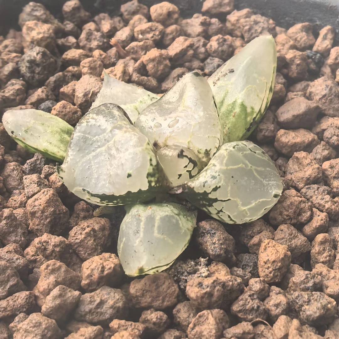 多肉植物十二卷冰皇4-5厘米，带原盆土发货，包邮