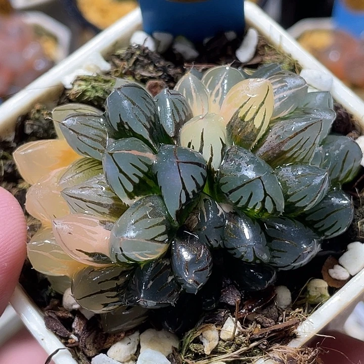 689双头水中月福利