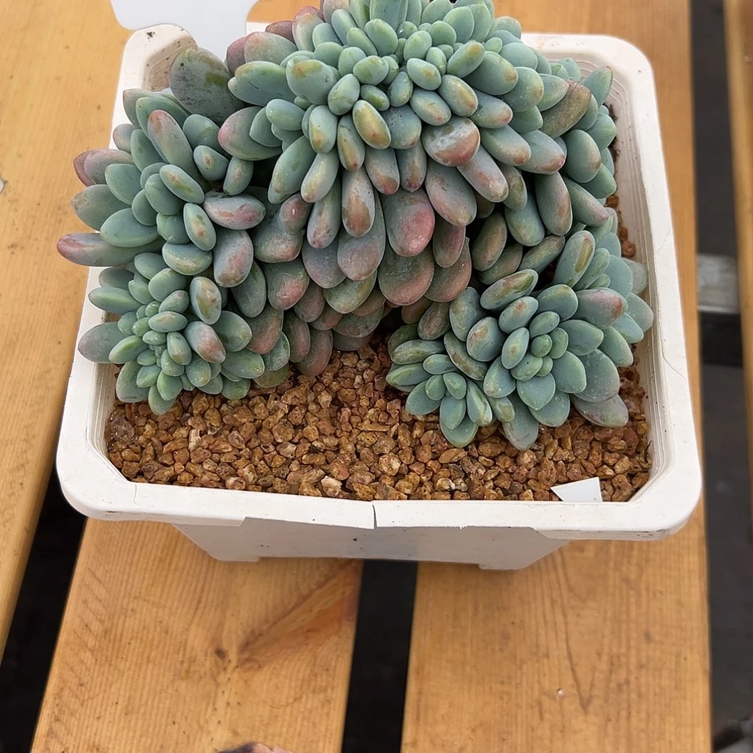 懒***2616 洛神。