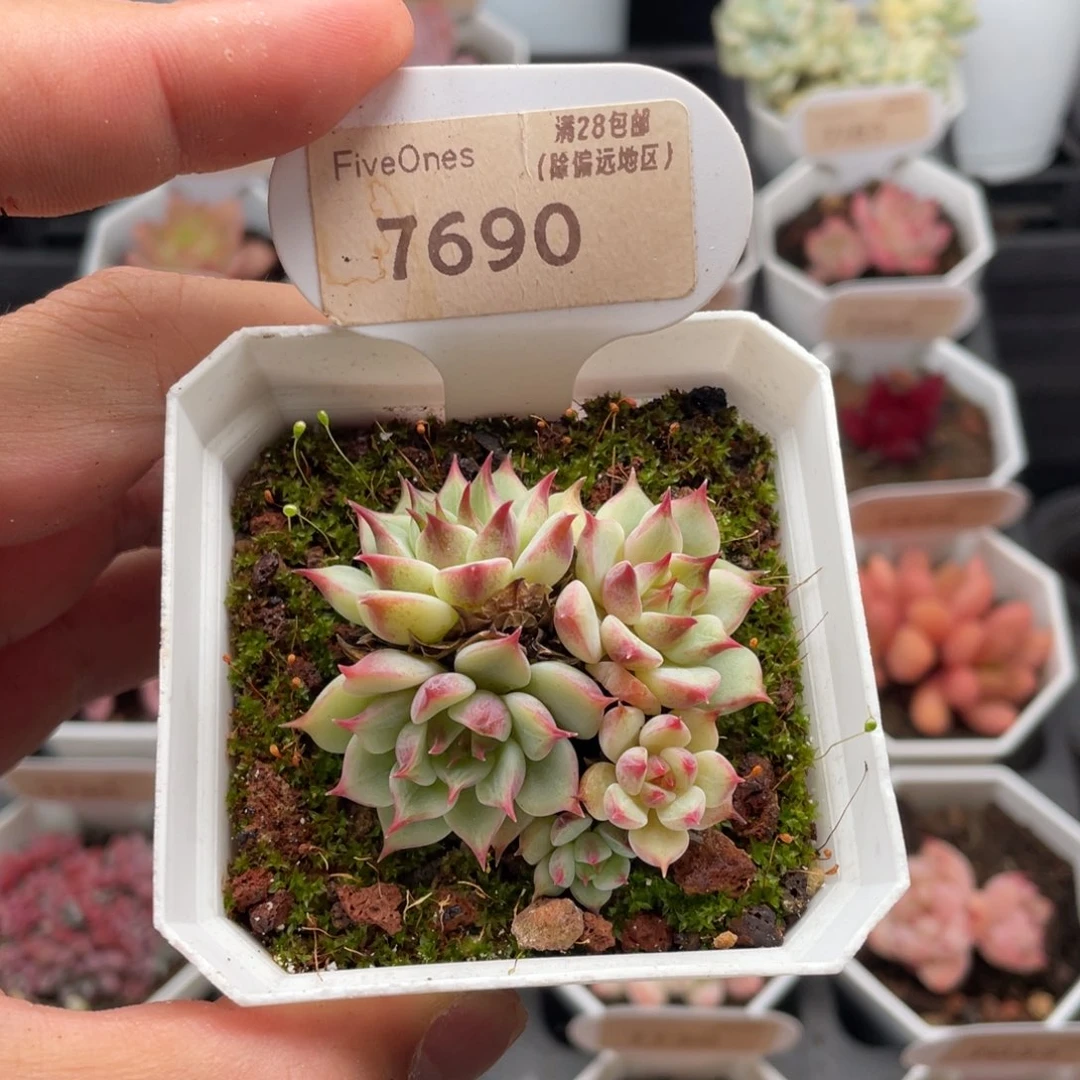 蓝眼睛7690-5厘米