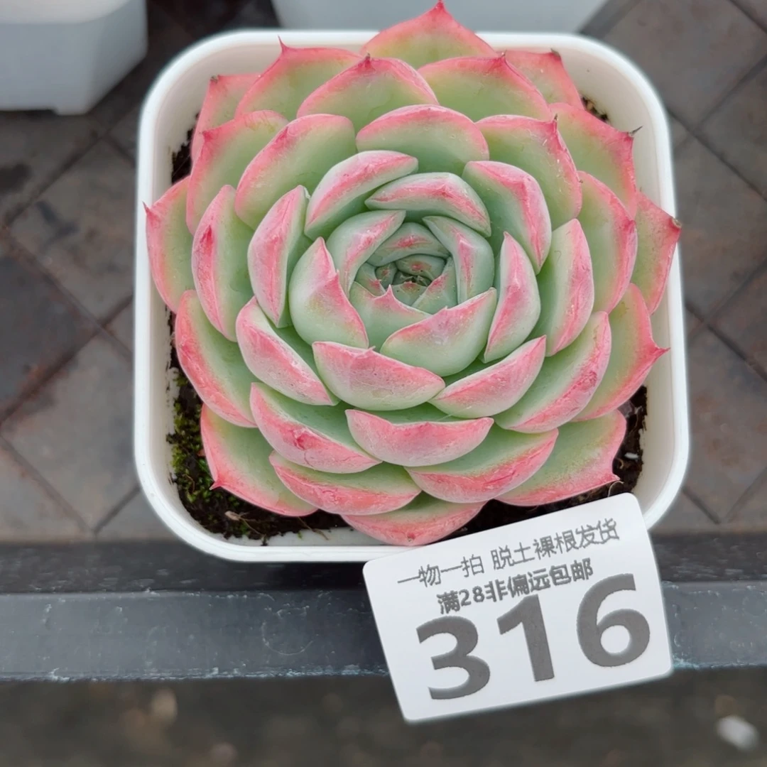 侧影单头多肉多肉多肉