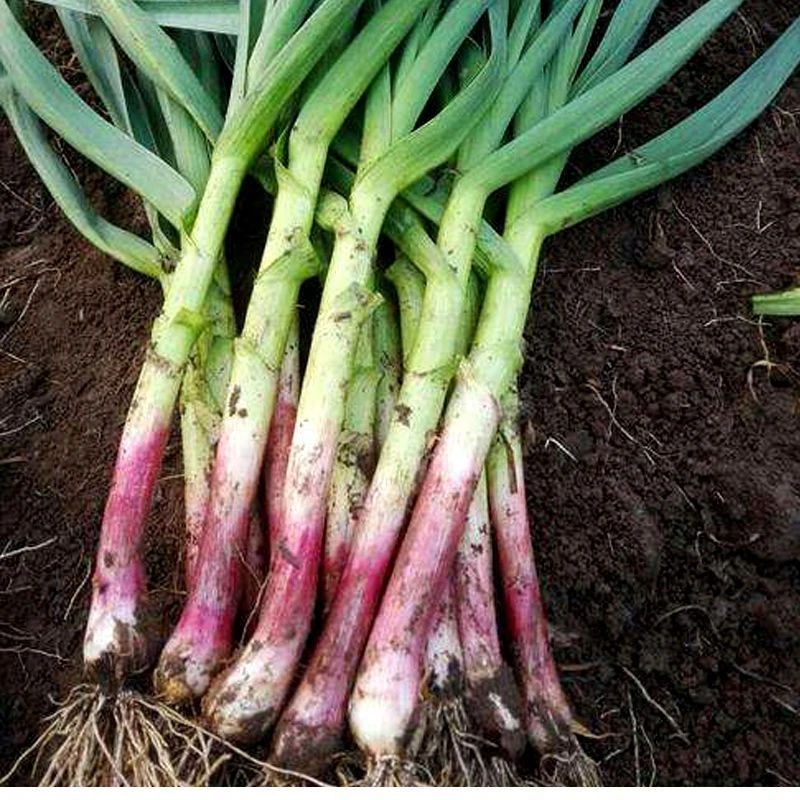 四季宽叶蒜苗蒜种大蒜种子种籽大蒜头红根紫皮自种红皮大蒜苗种子