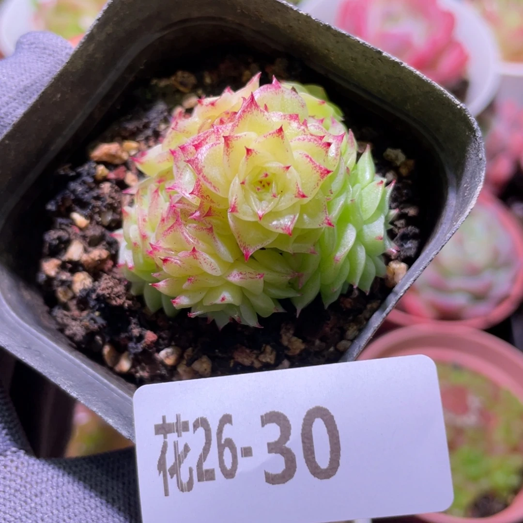花利美26-30麦秆