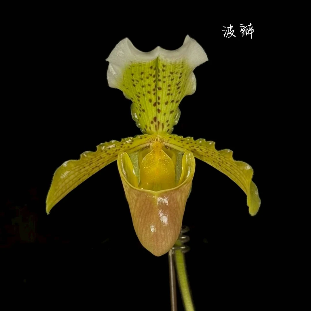 人工种植波瓣兜兰盆栽顺丰包邮植迷不误贵州基地直发