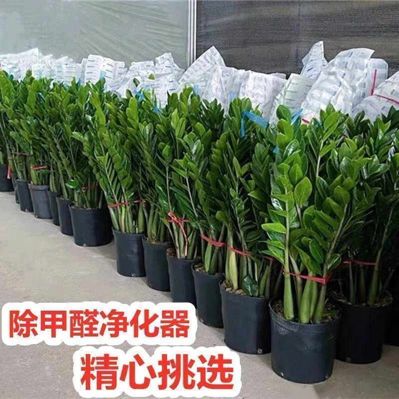 金钱树办公室盆栽植物室内花卉客厅大绿植批发钱串子好招财发财树