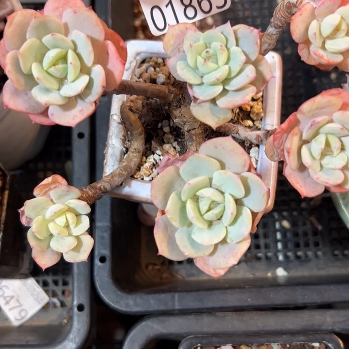 幸运儿是一位幸运