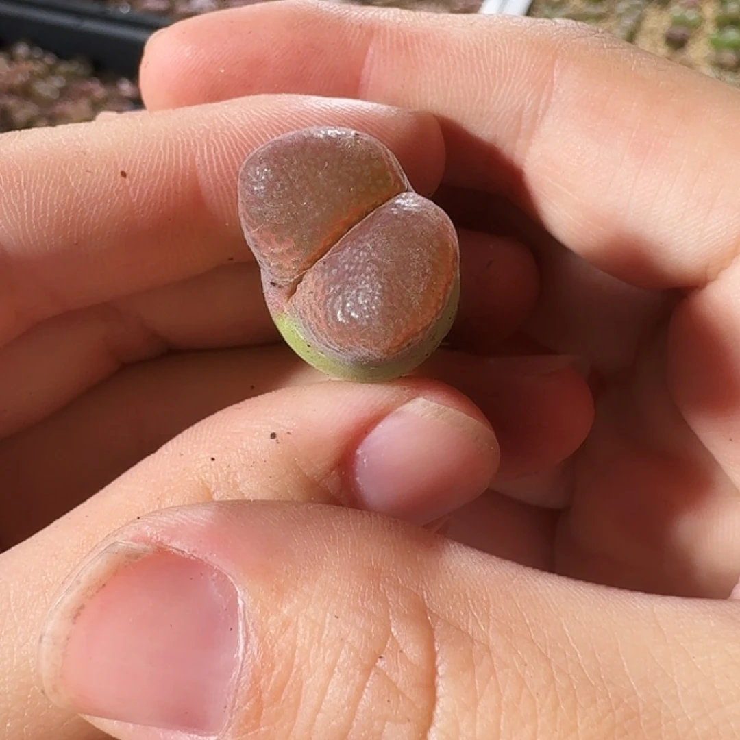 多肉植物福利捡漏风铃220