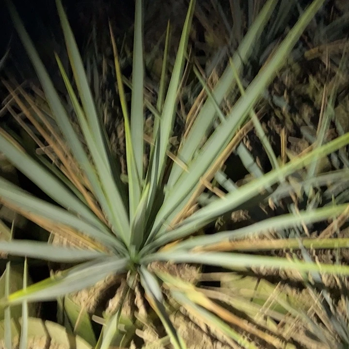 读****龙舌兰多肉植物多肉