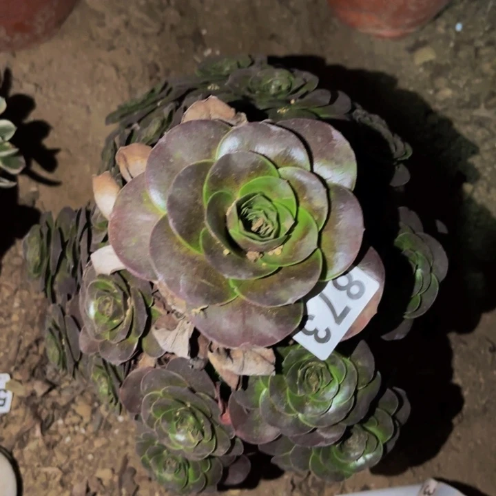873魅金多肉植物不售后