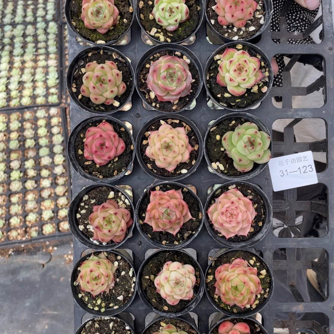 一物一拍18颗31-123