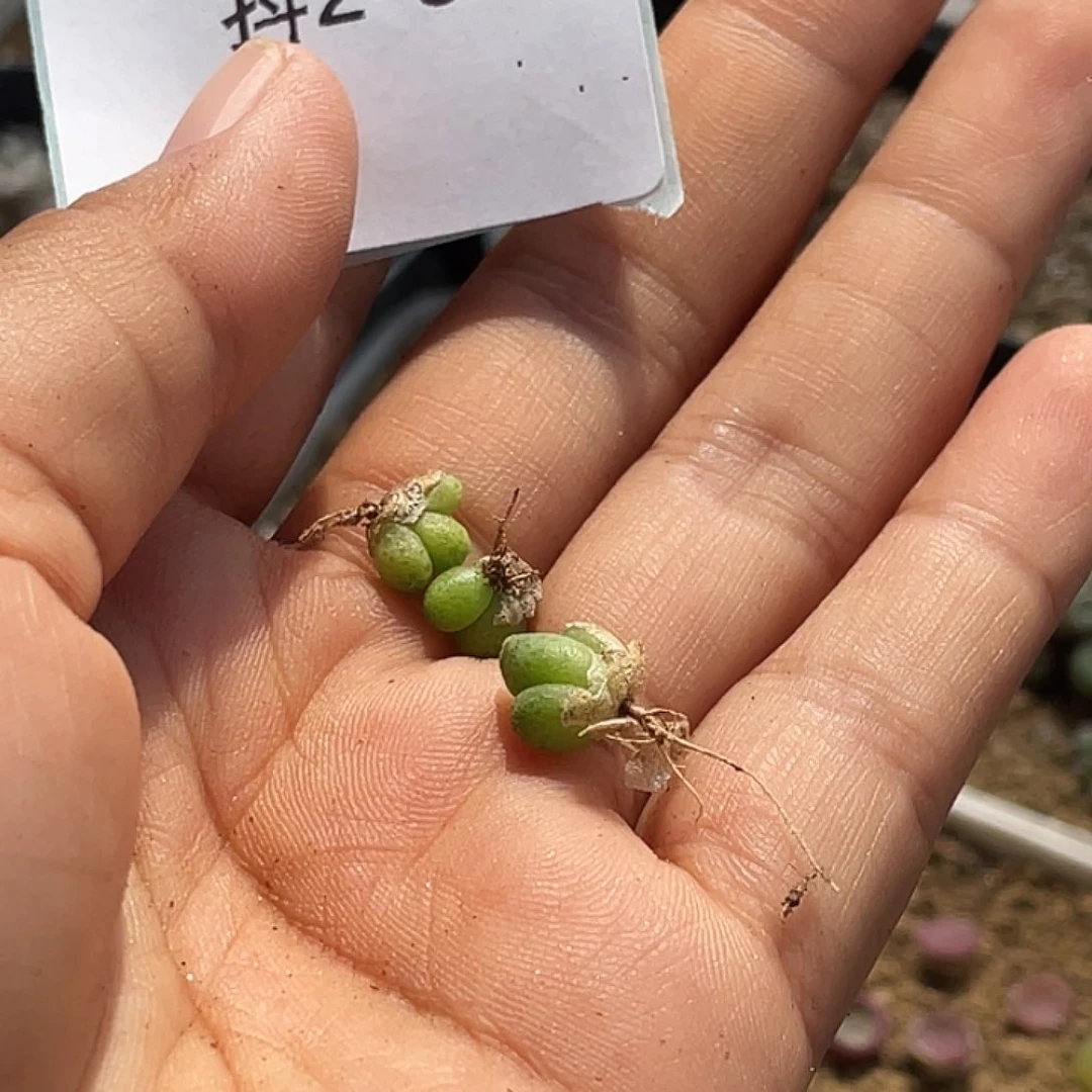 历***师2-82肉锥多肉植物