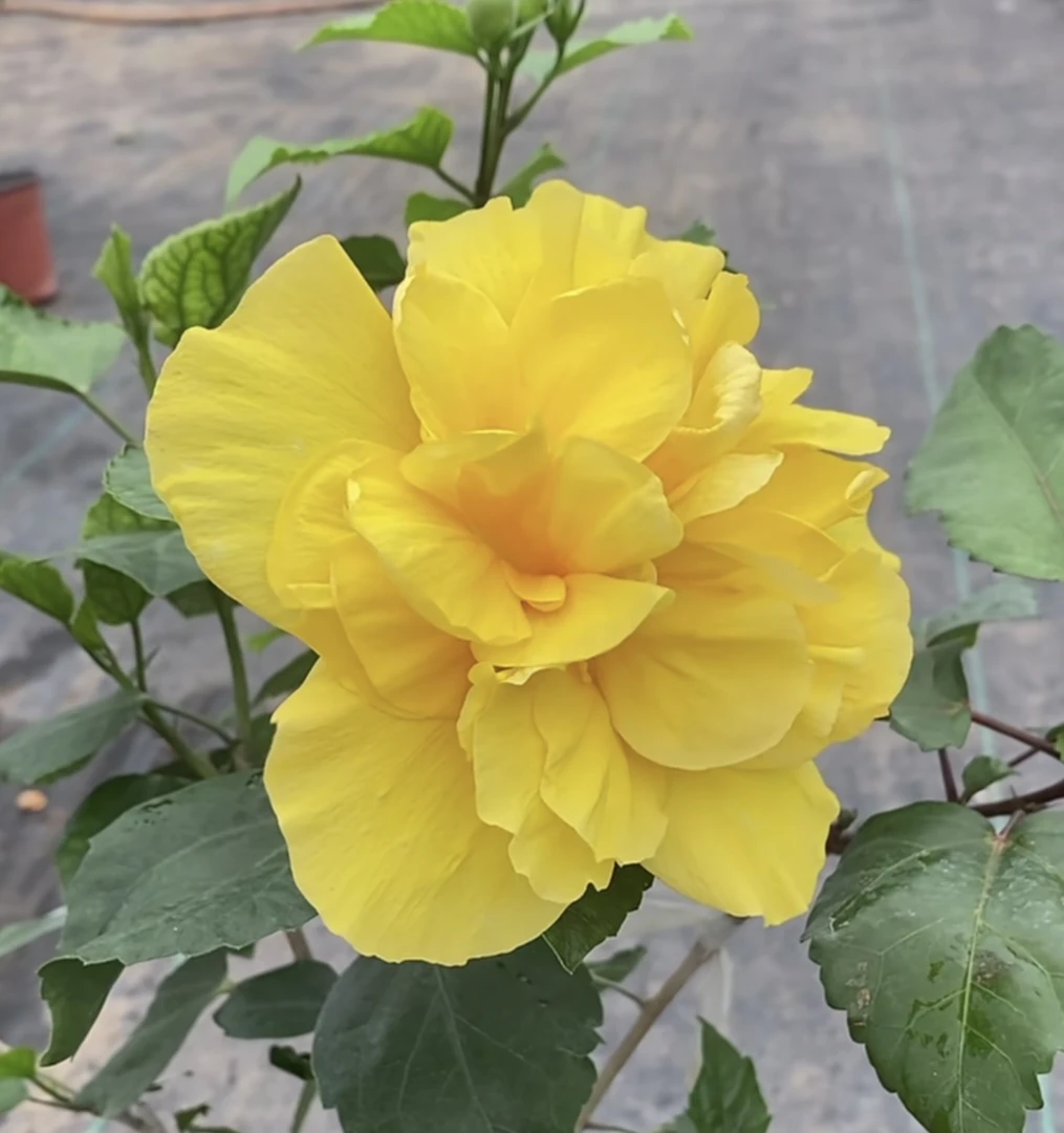 大黄嫁接独杆木槿（青苗发货，换盆无售后）