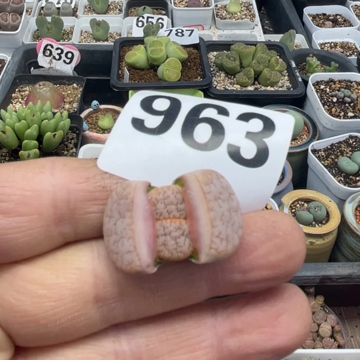 完全开放963拿铁荒母本