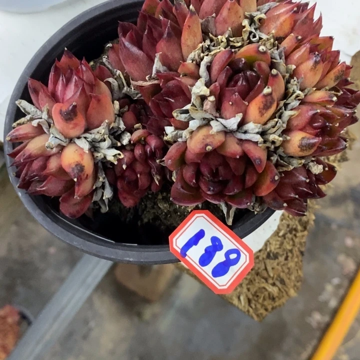 m****y一物一拍野马188