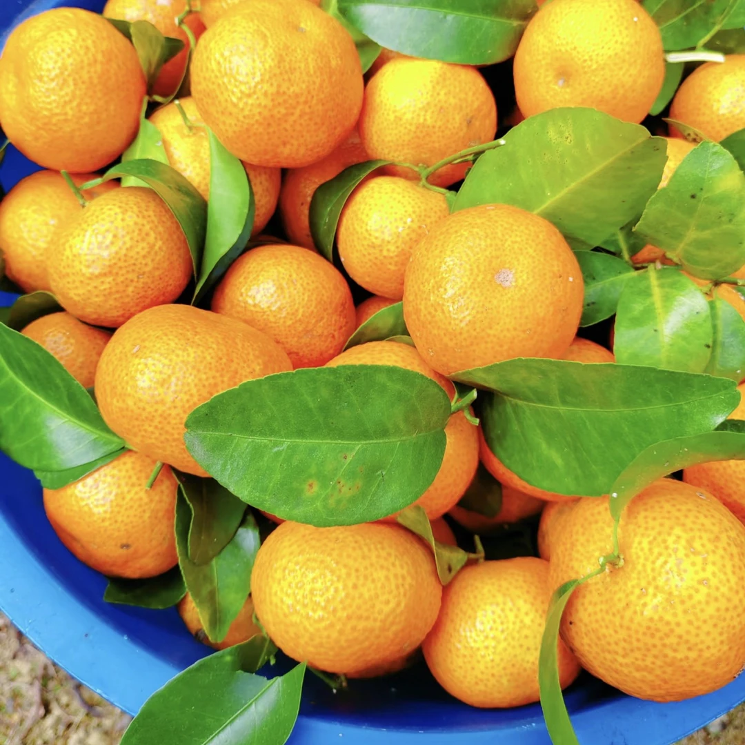 金秋沙糖桔9.9一盒浙江省