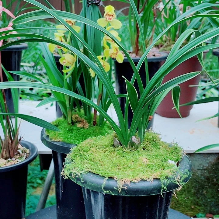 花***园完全开放一物一漂亮开