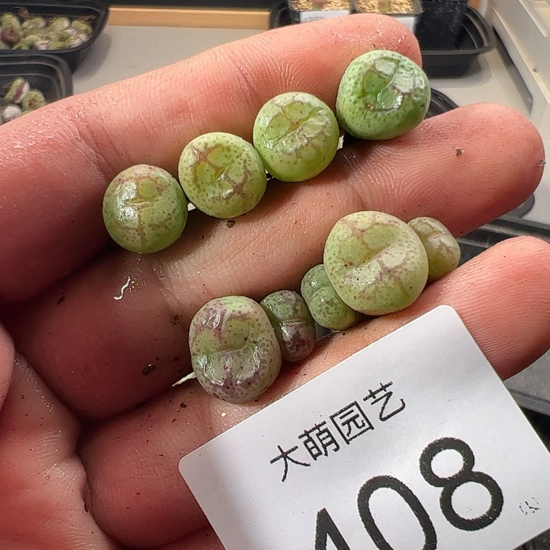 一物一拍。       408