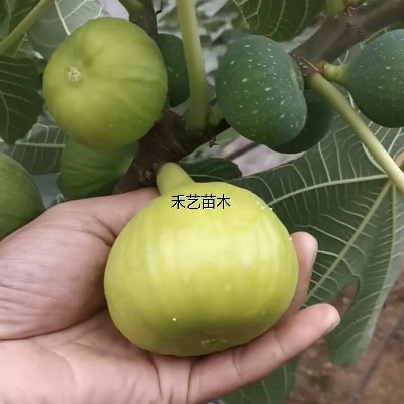 新品种黄色无花果树苗金傲芬无花果苗特大黄皮黄肉无花果水果树苗