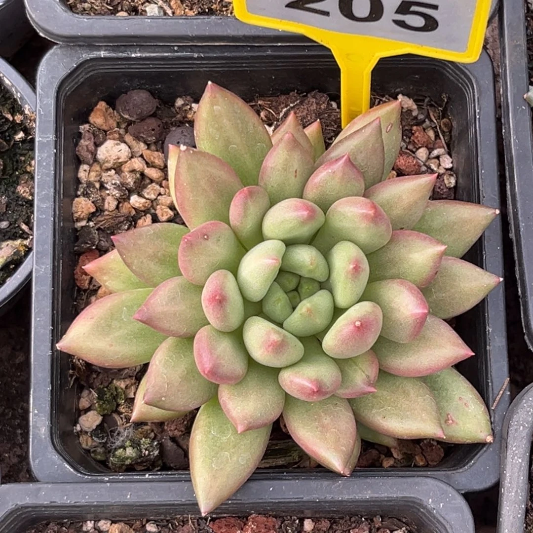 多肉植物米其林205