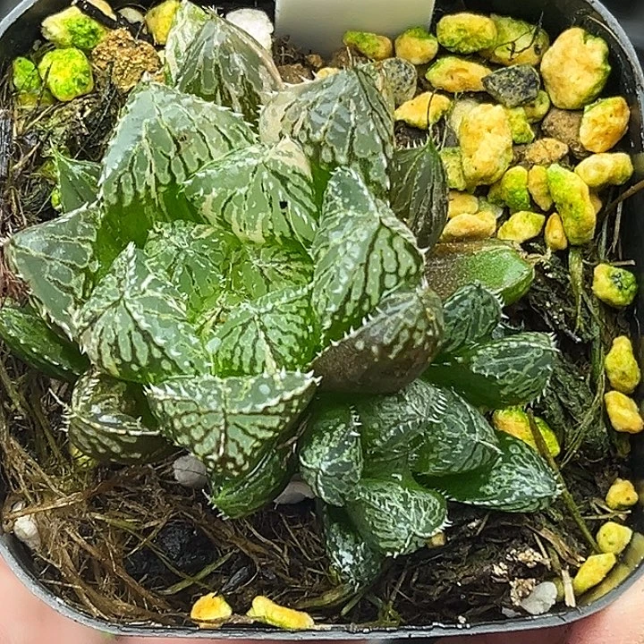 22双头大叶楼兰玉露锦