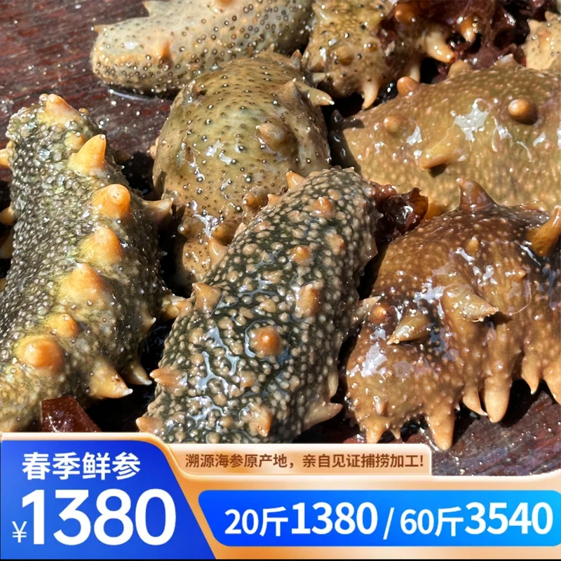 【鲜活海参】可溯源，现场捕捞加工3-4头/斤