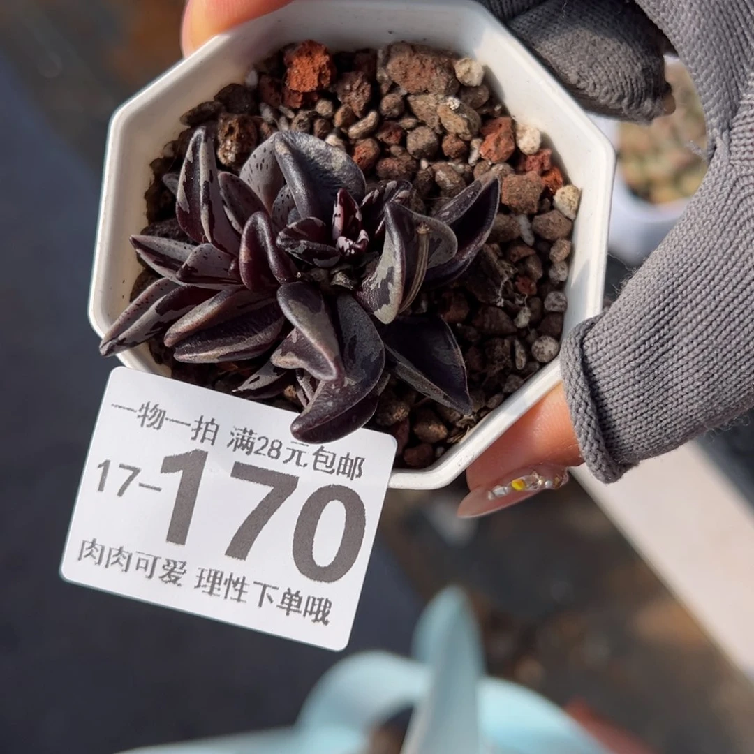 京之鹿锦多肉多肉多肉多肉