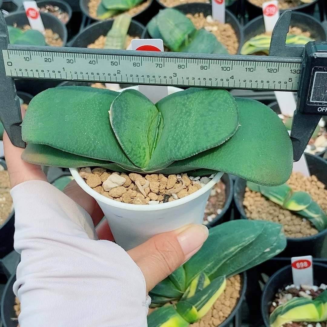 872卧牛实生带盆发货