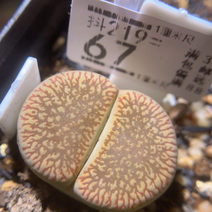 精品生石花219.67