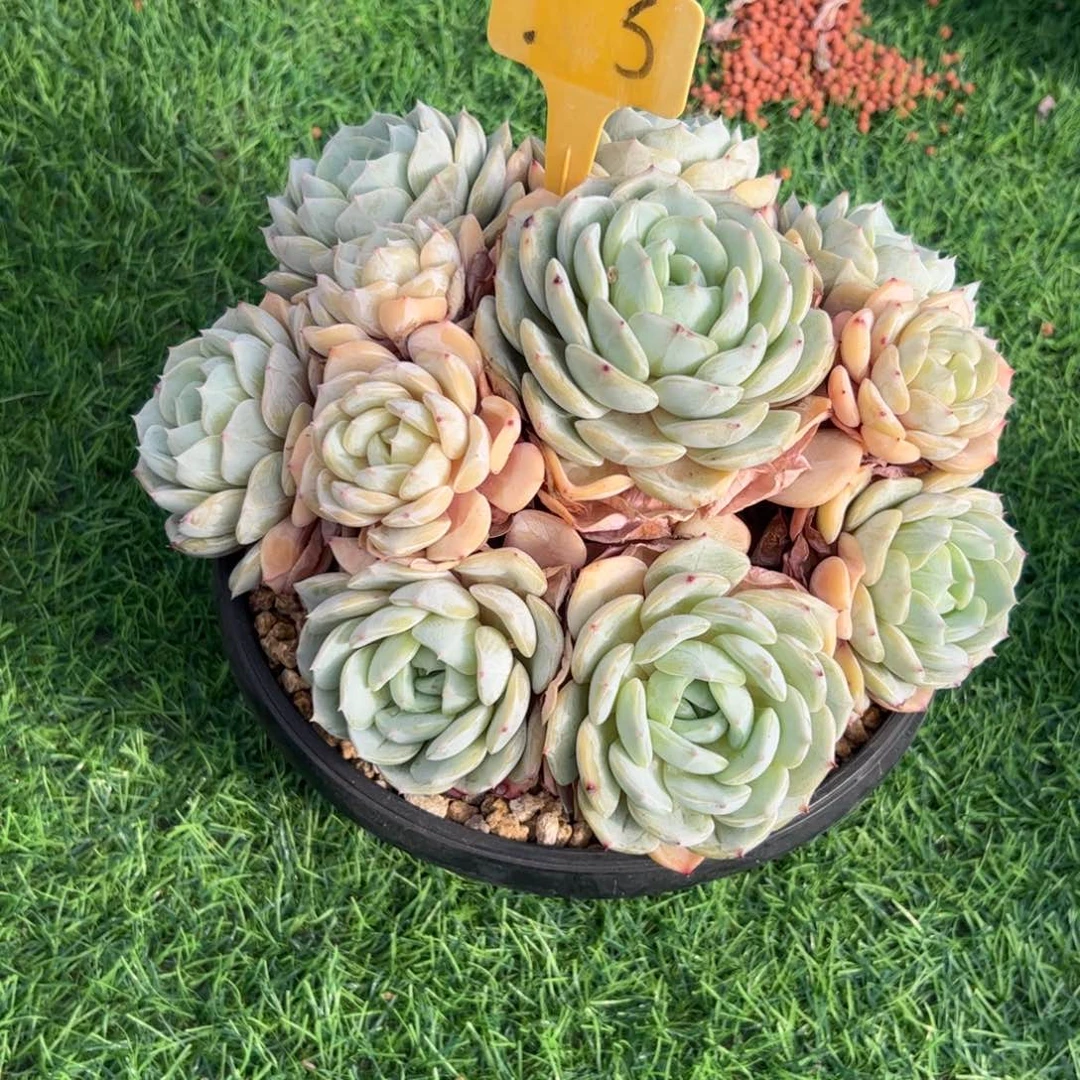 竹***火劳林多肉植物保护研究所