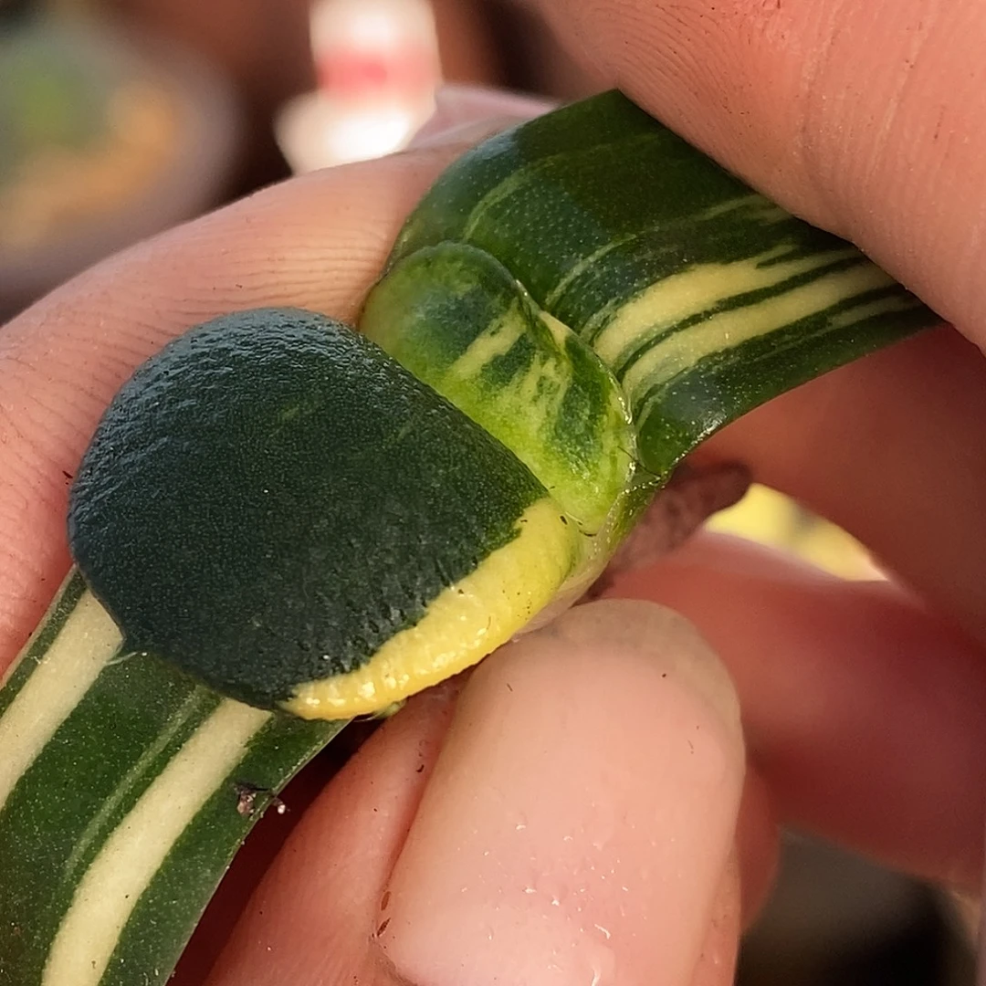 788特军配蝴蝶叶带盆发货