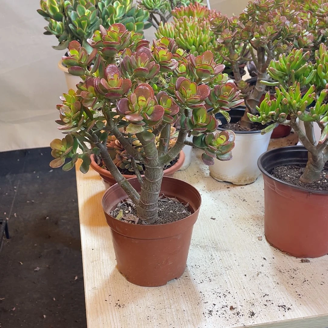 3年姬红花月好看好养