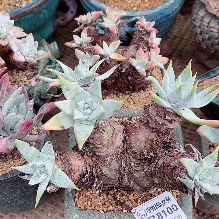 8100苹果叶仙女杯多肉