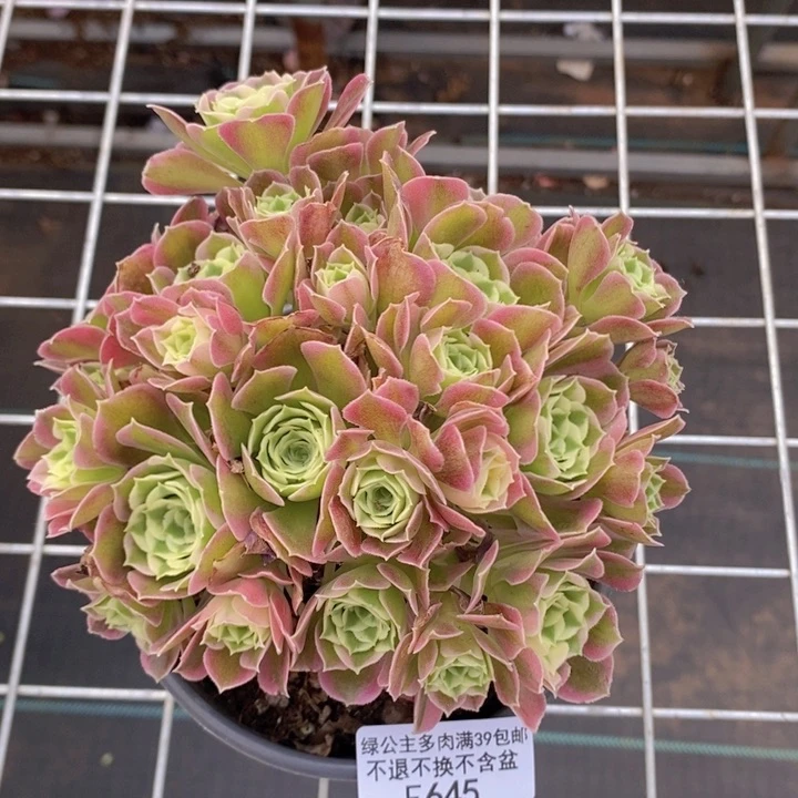 法师有砍14cm645多肉植物