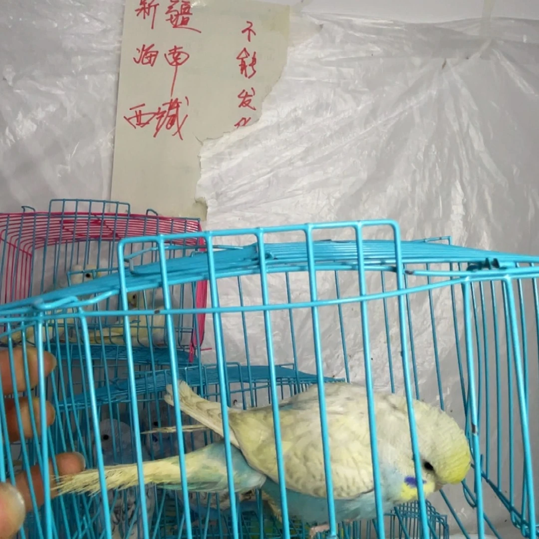 虎皮鹦鹉可爱小鹦鹉