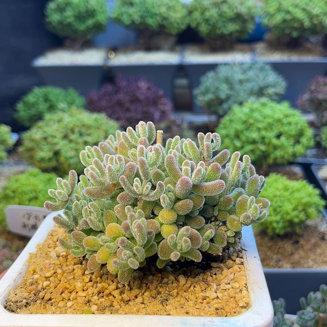 023优选冰晶多肉多肉