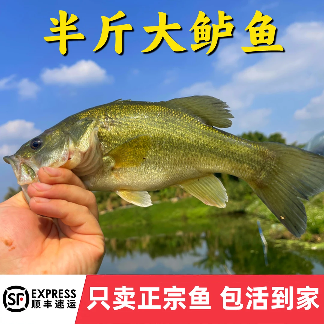大规格鲈鱼加州鲈鱼大口黑鲈淡水鲈鱼七星鲈路亚凶猛养殖鱼