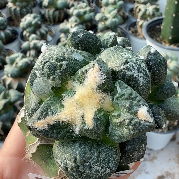 无花朵992群头龟甲连山牡丹