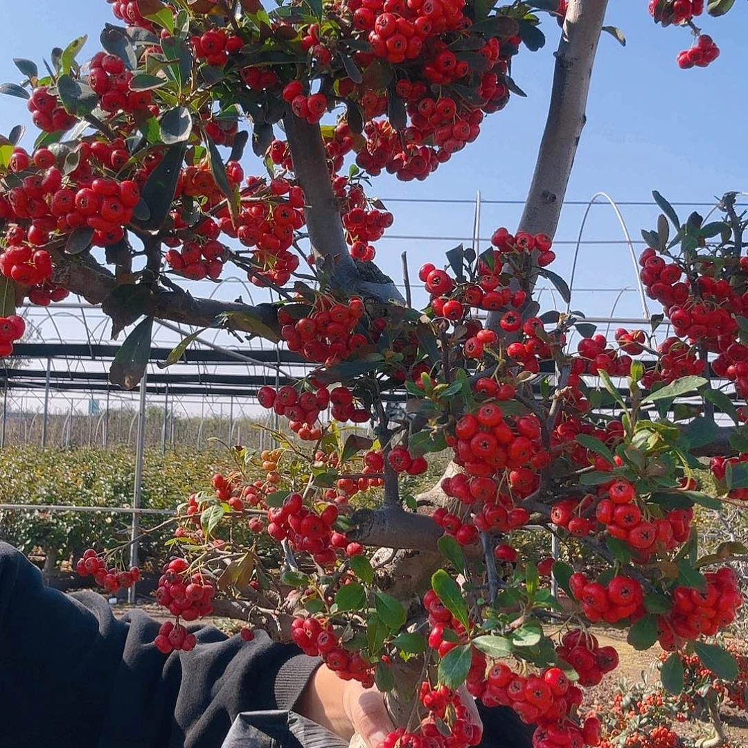 一***好无花朵火棘吉祥果