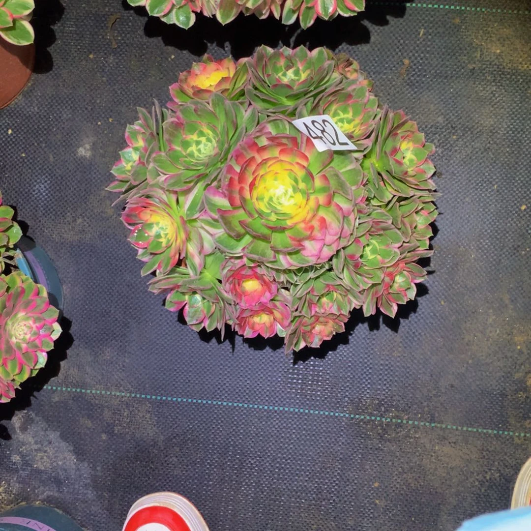 七****法师多肉植物482海仙