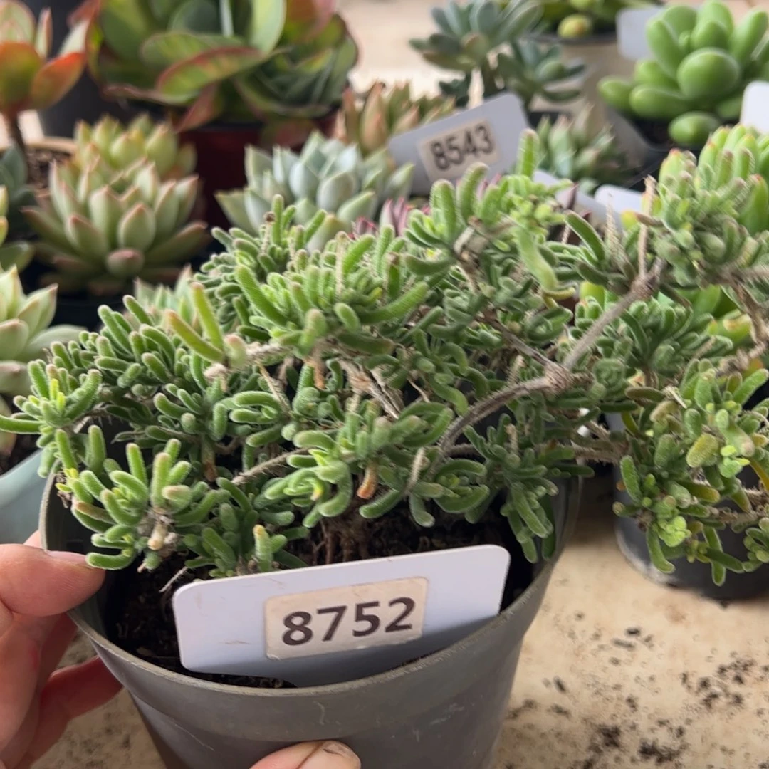 【闪购商品】枝干番杏。 8752。1111111