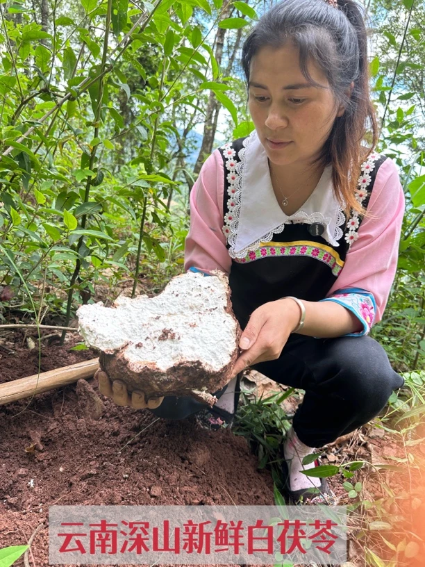 云南深山新鲜白茯苓整个块片粉