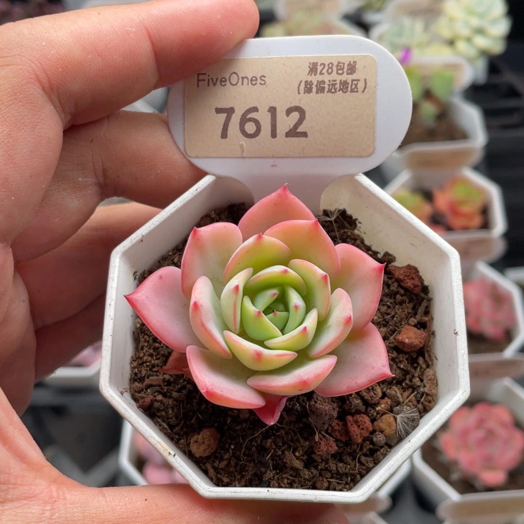 黄桃7612-5.0厘米