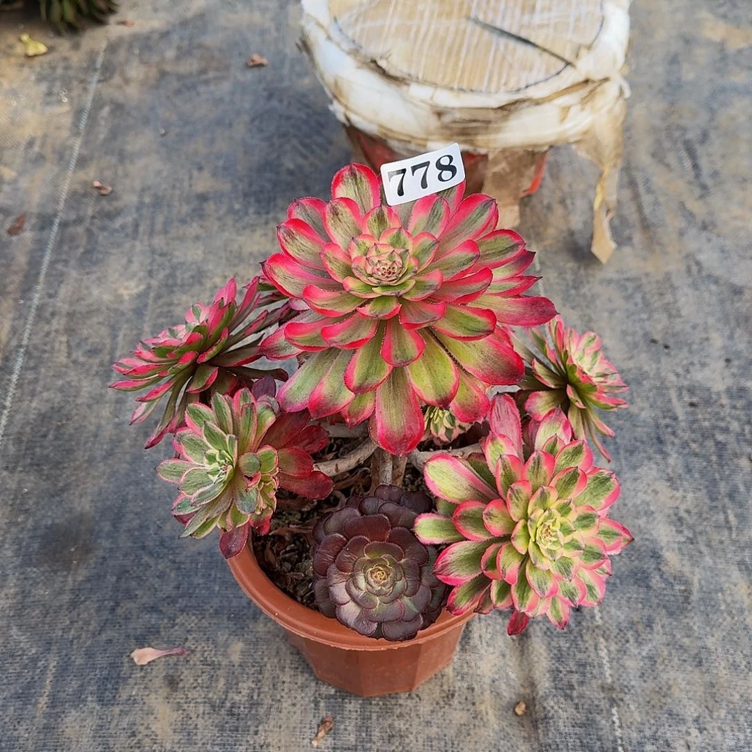 000778莫琪多肉植物