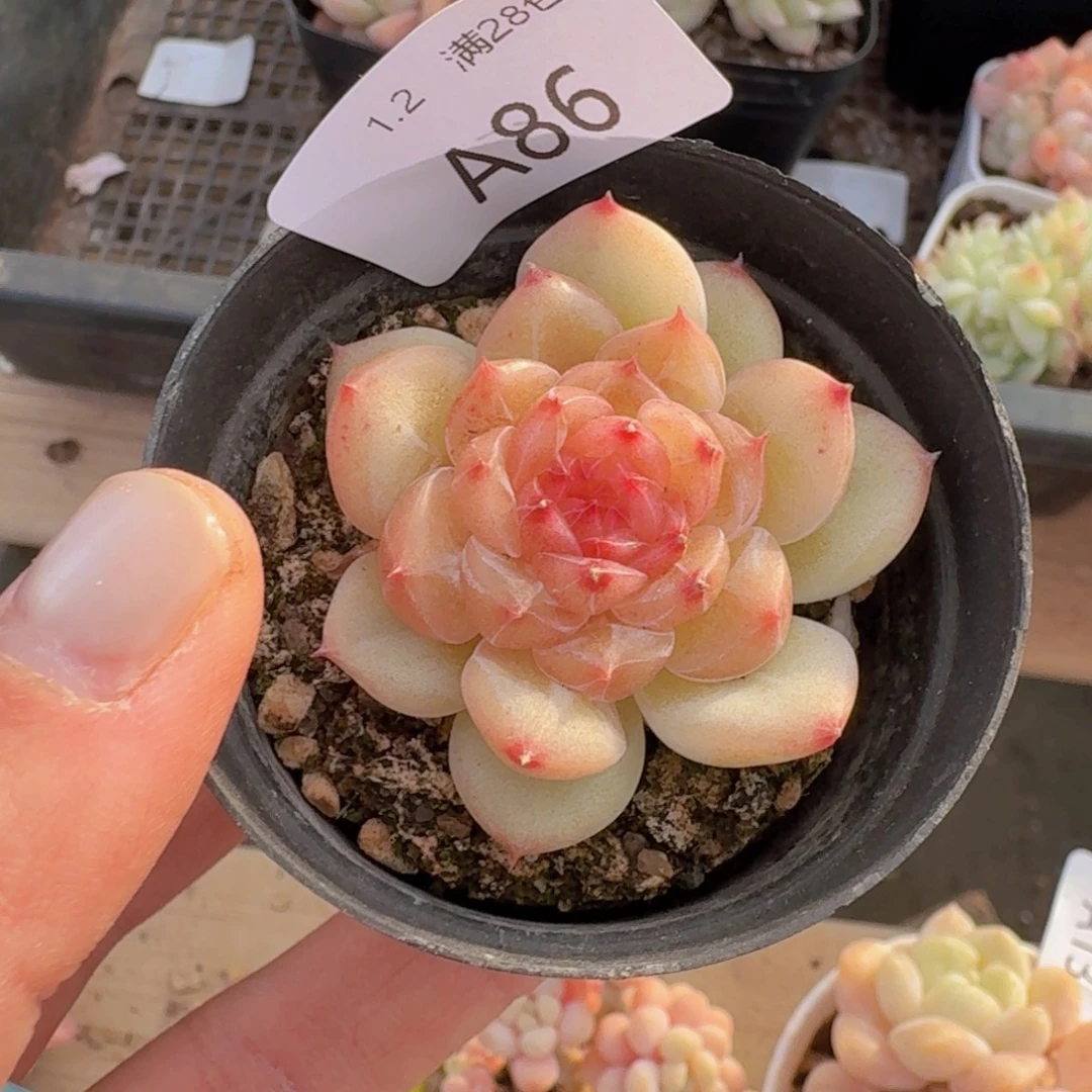 粉珍妮一颗带盆发