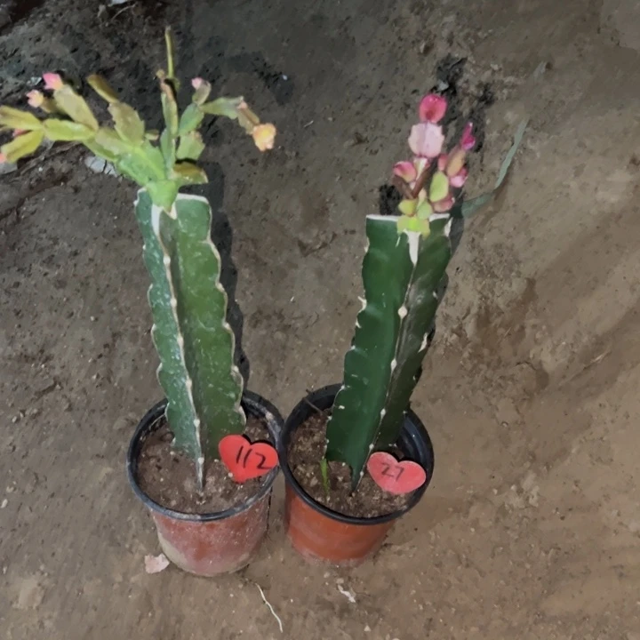 舍***得当前无花栽培后可以开花045  112  037  27